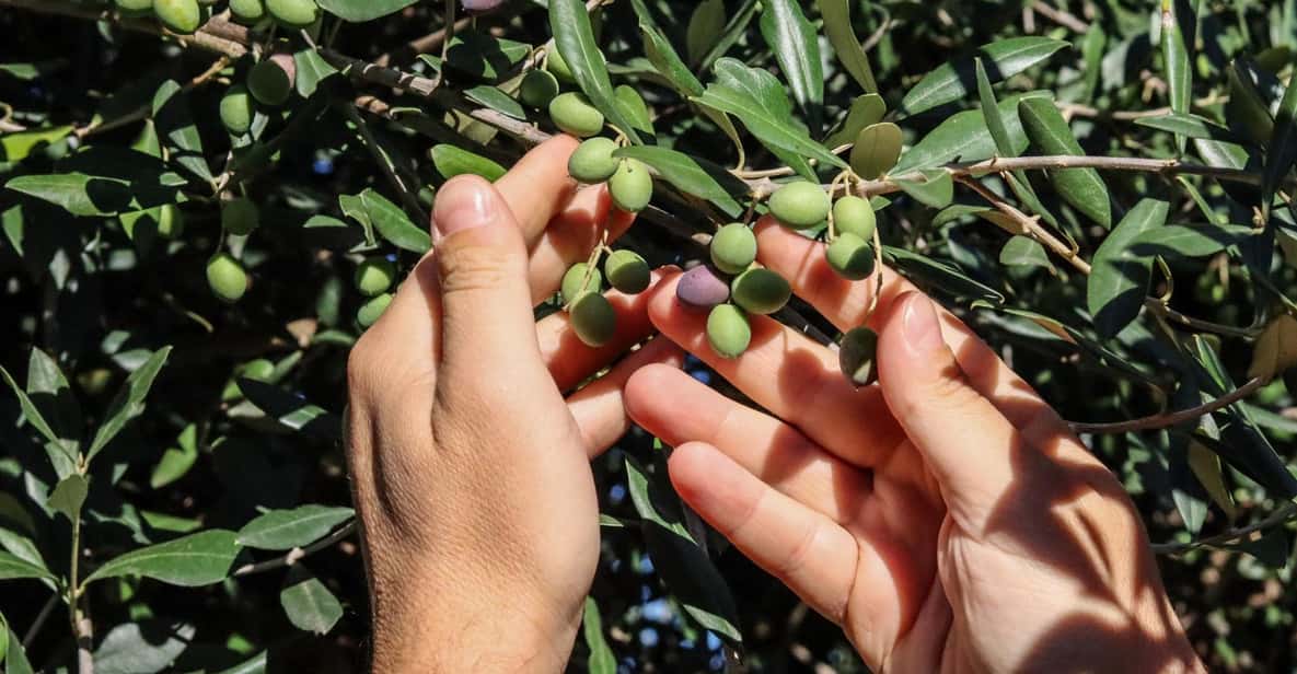 Sorrento: Guided Olive Mill Visit with Tastings - Optional Wine and Olive Oil Cosmetics for Souvenirs