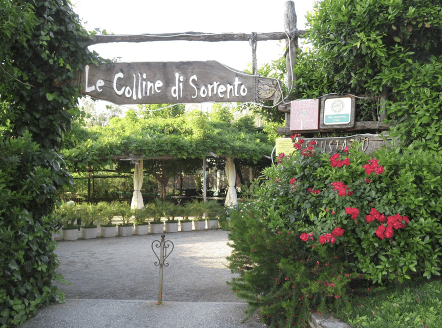 Sorrento: Lemon Garden Guided Tour with Tastings - The Olive Mill and the Century-Old Grove Moment
