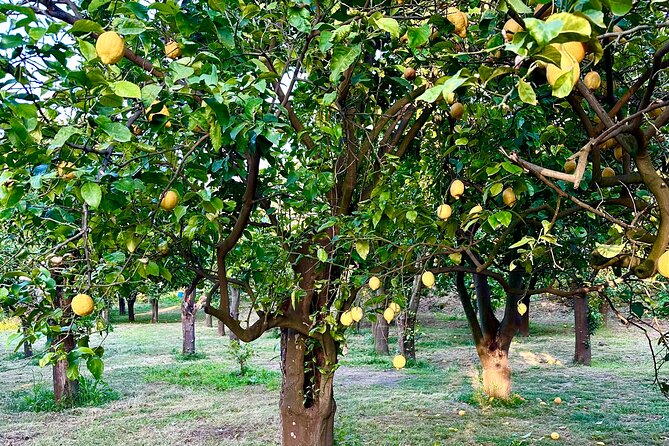 Sorrento Lemon Grove Experience with Local Product Tasting - Who should book the Sorrento Lemon Grove tasting tour?