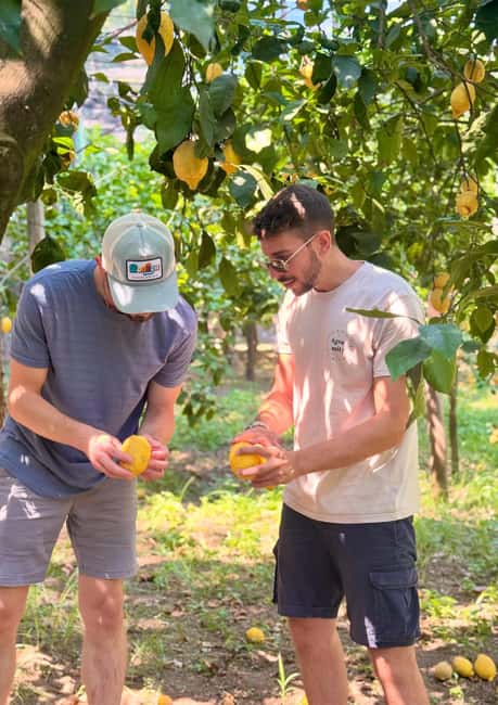 Sorrento: Lemon Picking & Tasting Tour - Key things that make this lemon tour worth your time
