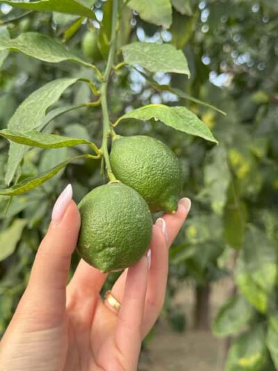 Sorrento: Lemon Picking & Tasting Tour - Meeting at the farm entrance and the small-group feel