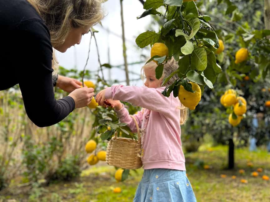 Sorrento: Lemon Picking & Tasting Tour - Picking lemons with basket and scissors (and taking the photos)