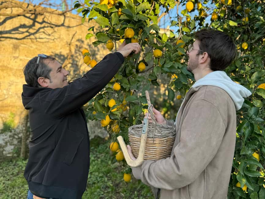 Sorrento: Lemon Picking & Tasting Tour - Real-world considerations: rain, mosquitoes, and the dog Minù