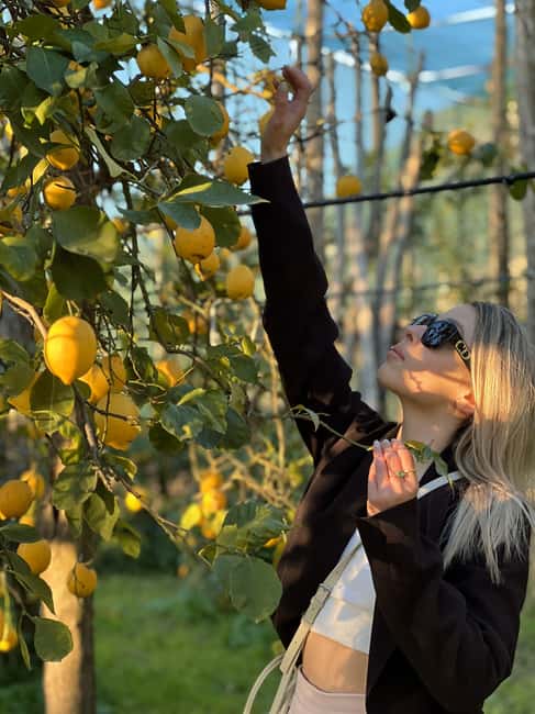Sorrento: Lemon Picking & Tasting Tour - Price and value: what you actually get for $41