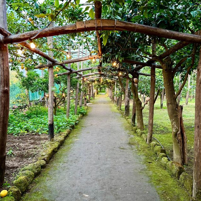 Sorrento Lemon Tour - La Limonaia Lemon Grove: Why This Tour Feels Local