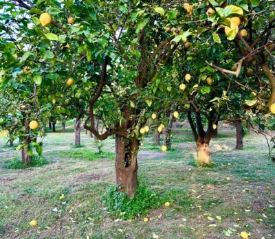 Sorrento Lemon Tour - Getting There in Sorrento Without Stress