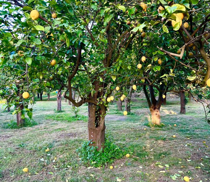 Sorrento Lemon Tour - Getting There in Sorrento Without Stress