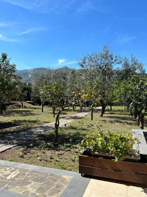 Sorrento: Mozzarella experience. Say CHEESE with us! - Mozzarella and lemon on a real farm near Piano di Sorrento