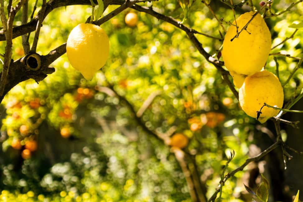 SORRENTO: Sunset Limoncello Making After-Dinner Experience - Dessert is the payoff: tiramisu al limoncello