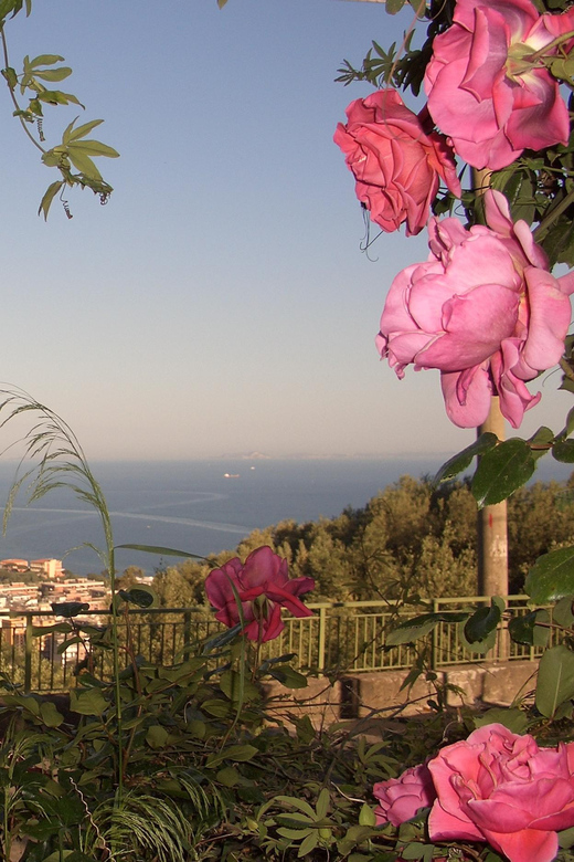 Sorrento: Walking Tour in Lemon Garden w/ Food Tasting - Olive Mill Time: Extra-Virgin Oil, Shown Step-by-Step