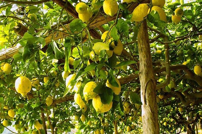 Sorrento Walking Tour & Limoncello Tasting - Stop 1: Il Vallone dei Mulini and the Real Shape of Sorrento