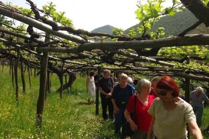 Tenuta San Francesco Wine Tasting - Tenuta San Francesco: Tramonti’s old-vine revival