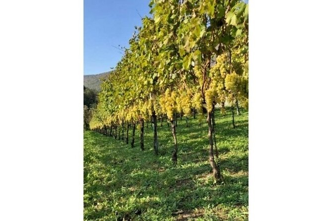 Tenuta San Francesco Wine Tasting - What you’re paying for: $84.11 value in Tramonti
