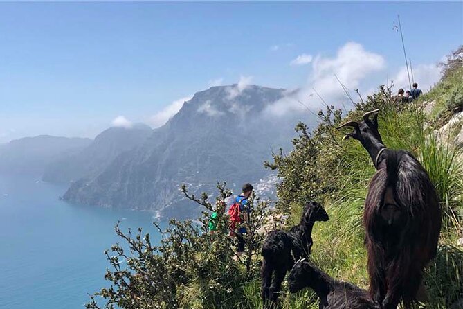 The Path of The Gods Private Guided Hike with Transfer - Pickup and Transfer: The Fastest Way to Start Right