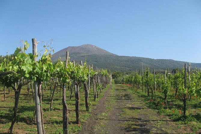 Vesuvius & Vineyard select from Sorrento - Pickup and ride from Sorrento: convenient, but plan for the bus