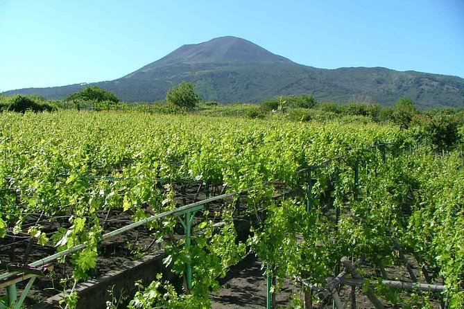 Vesuvius & Vineyard select from Sorrento - Crater views and summit time: how the pacing affects your day
