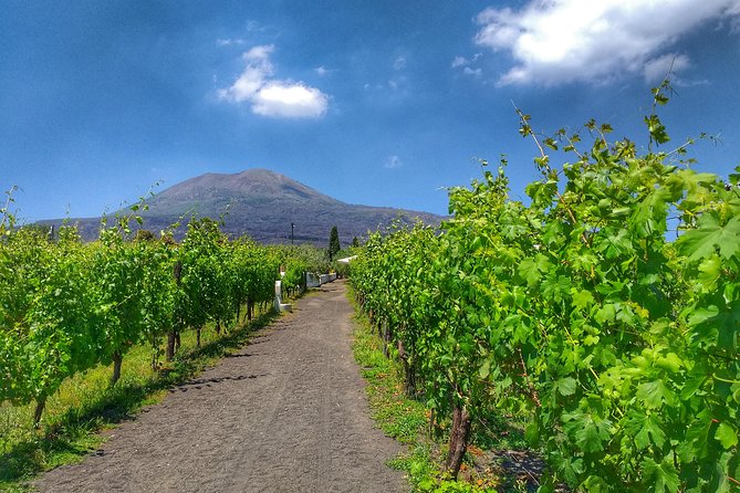 Vesuvius & Vineyard select from Sorrento - Wine tasting expectations: what to savor and what to ignore