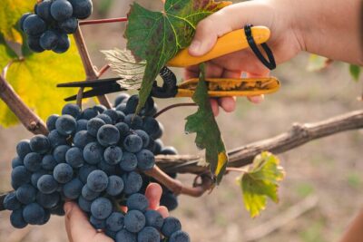 Wine Tasting and Winery Tour in Vesuvio National Park with Lunch - The Vineyard Walk: Ungrafted Vines on Volcanic Soil