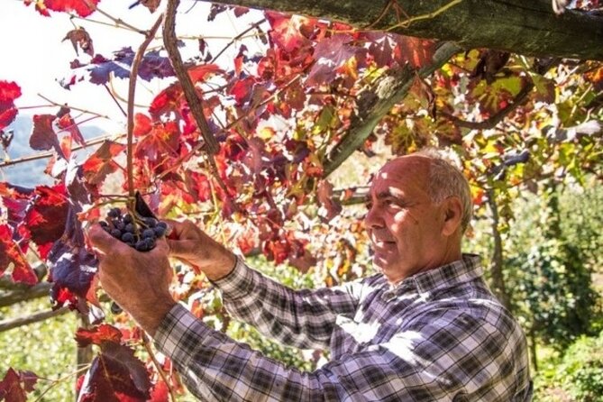 Wine tasting at the Apicella winery - The family story behind the labels: why Apicella’s timeline feels personal