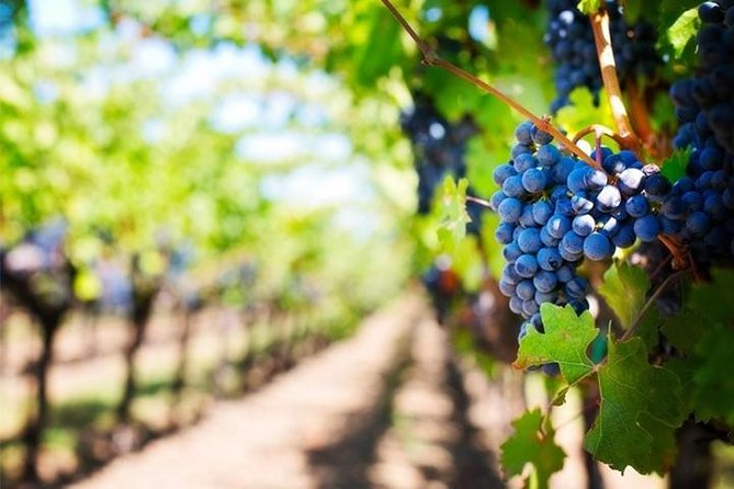 Wine Tour (lunch included) - Getting to the start: Tenuta San Francesco at 11:30am