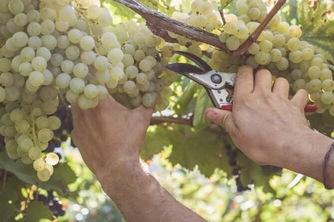 Wine Tour (lunch included) - How long it really takes and how to plan your day