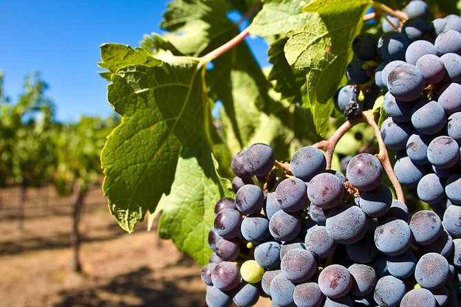 Wine Tour + Pompeii - Your Private 8-Hour Pompeii + Vesuvio Wine Schedule From Sorrento